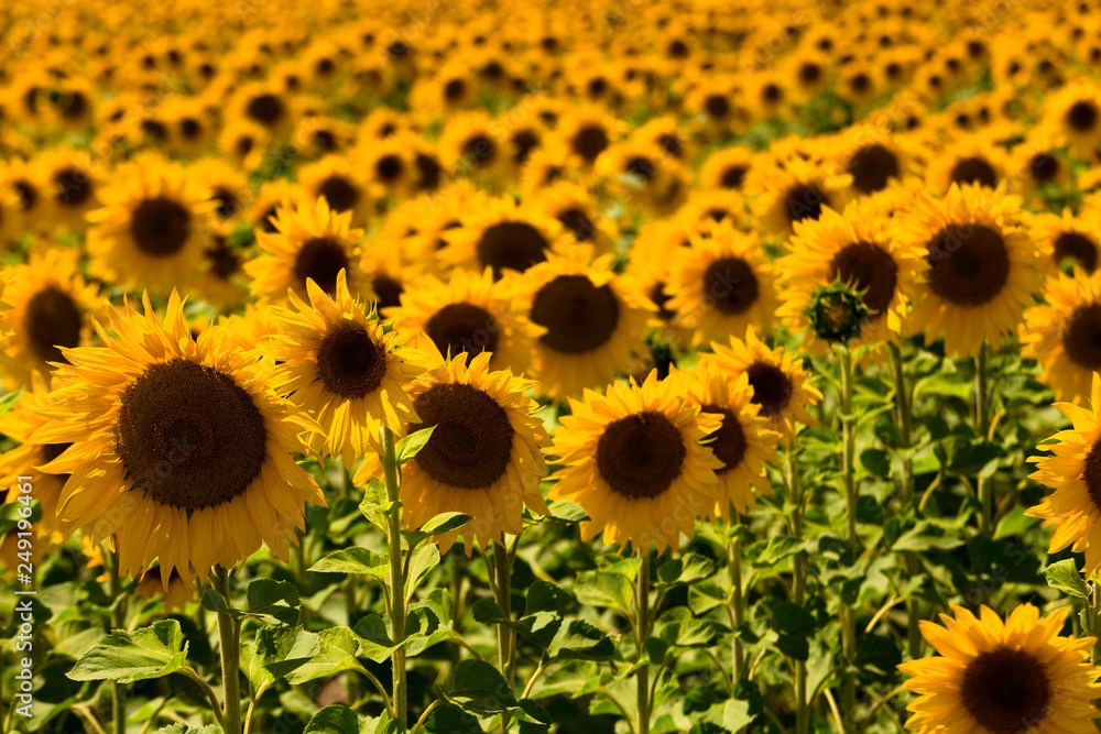 Fototapeta premium Sonnenblume