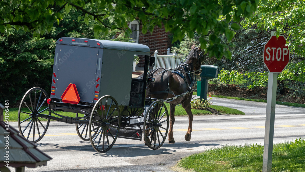 Amish Horse and Buggy 2