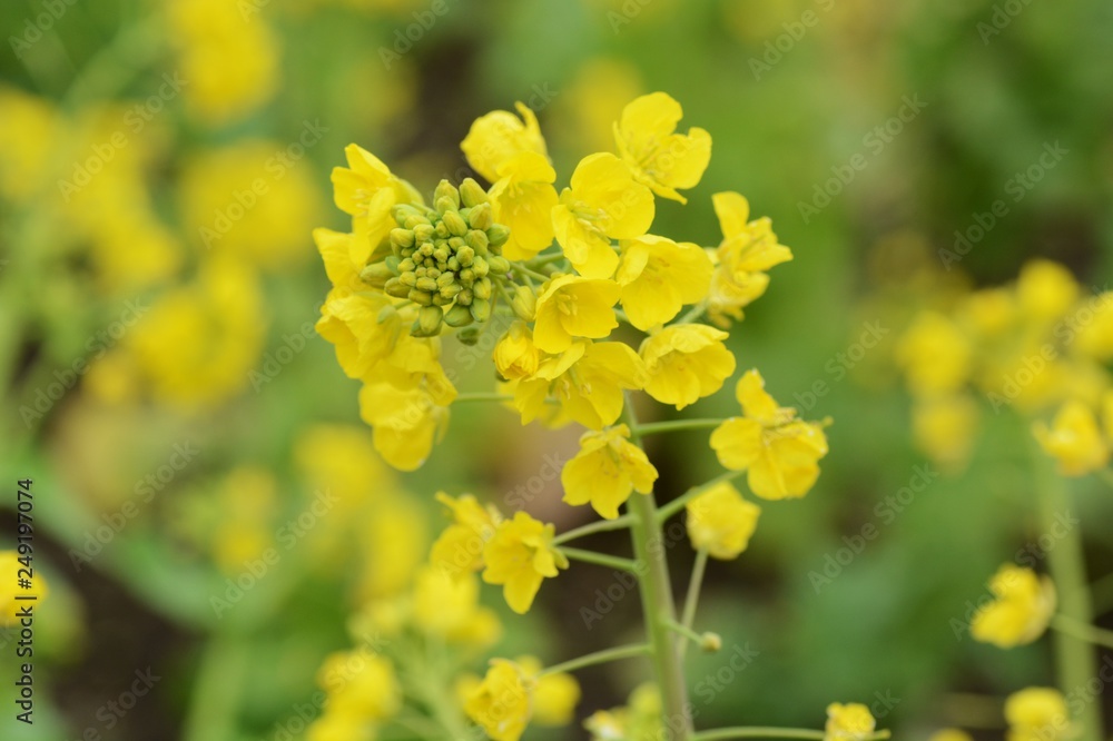 Rape blossoms in full bloom Rape blossoms in full bloom