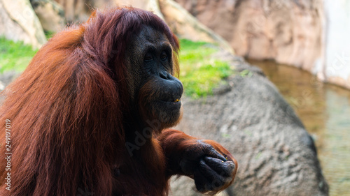Orangutan in zoo