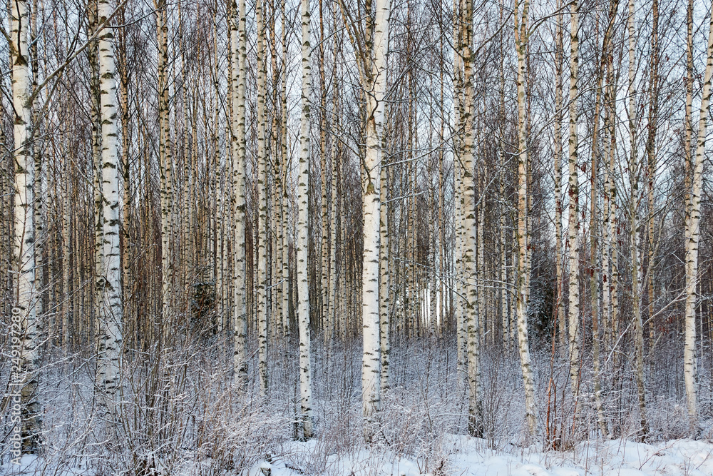 Fototapeta premium Frozen trees in the finnish forest in the winter. White snow covering the trees. Arctic nature in very cold weather in Finland.