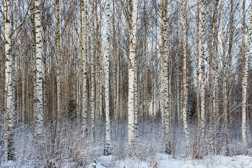 Frozen trees in the finnish forest in the winter. White snow covering the trees. Arctic nature in very cold weather in Finland.