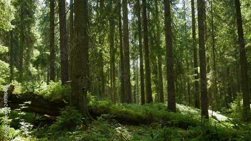 Wallpaper Mural Sun beams pouring through trees in a pine forest Torontodigital.ca
