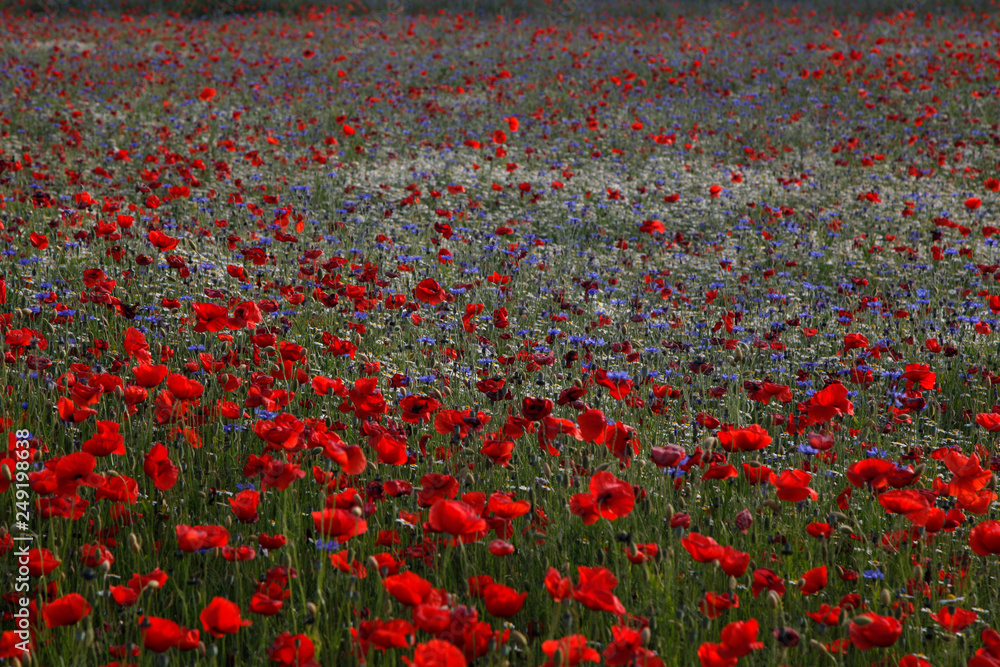 Obraz premium mohnblumen