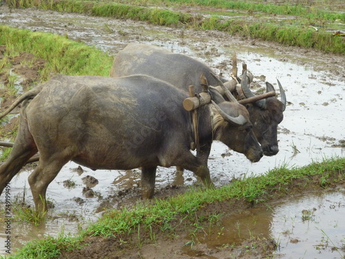 buffalo in field