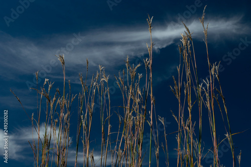 Prairie grass (big bluestem) with deep blue sky and wispy clouds photo