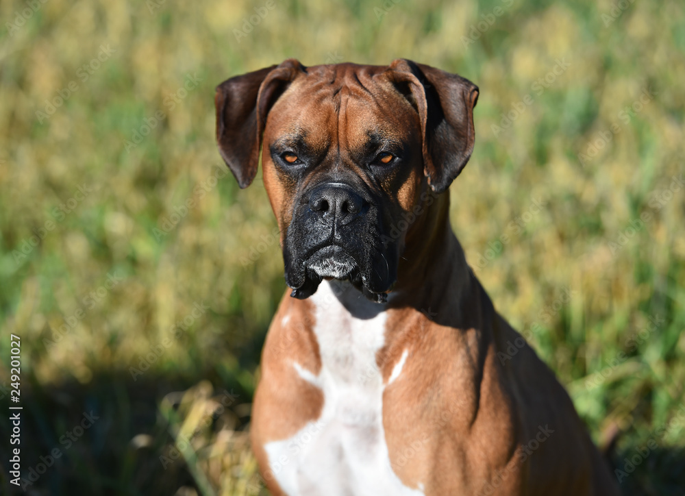 boxer dog boxer dog