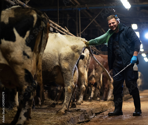 A cheerful veterinarian makes the procedure of artificial insemination of a cow in a farm