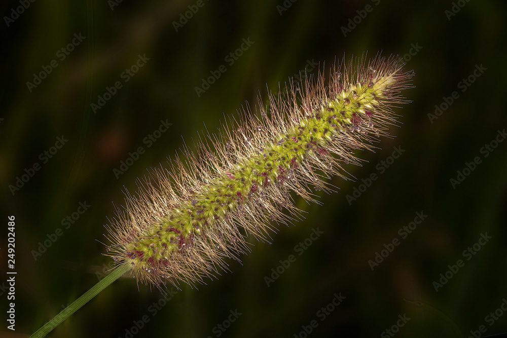 Tall Grass Seed up Close