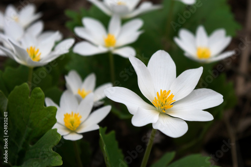 Close-up of several bloodroot flowers in spring forest photo