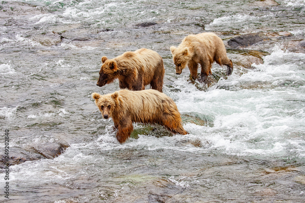 Grizzly bears fishing for salmon at Brooks Falls, Katmai NP, Alaska Grizzly bears fishing for salmon at Brooks Falls, Katmai NP, Alaska