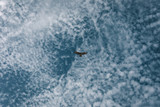 Eagle flies in the cloudy sky, wildlife animal