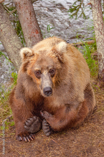 Grizzly bear resting at Brooks Falls, Katmai NP, Alaska