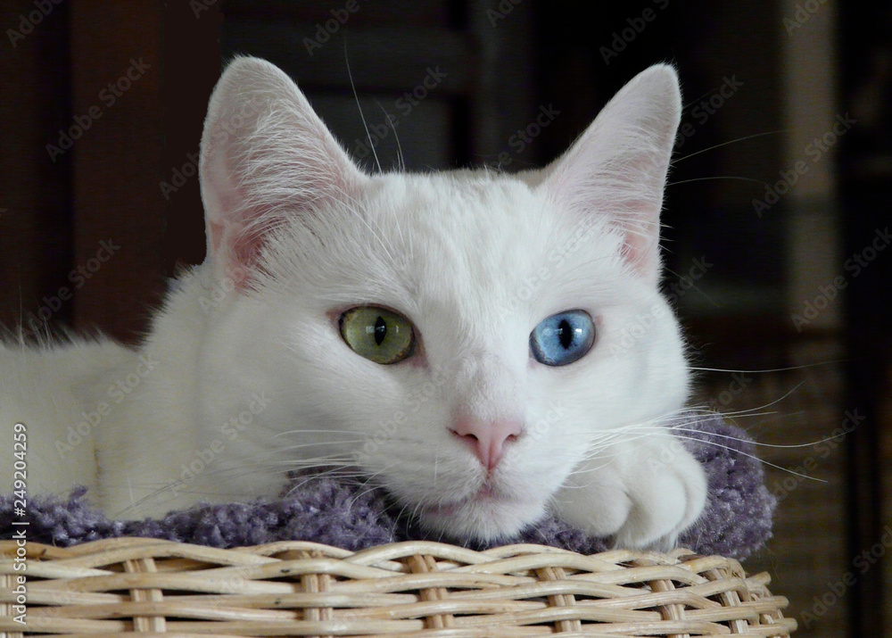 odd-eyed cat in basket