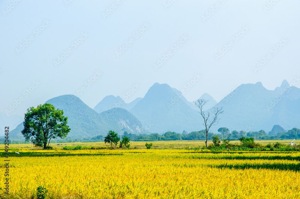 Rice fields and mountain scenery in autumn 