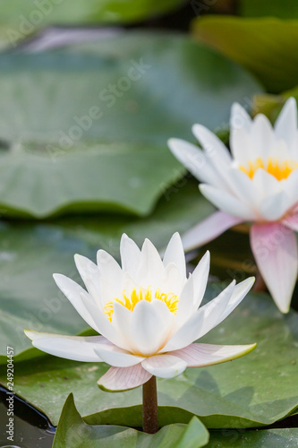 Water Lily Blooms in a Pond
