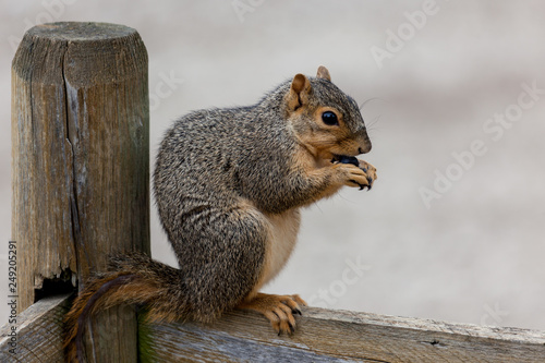 Squirrel Sitting and Eating