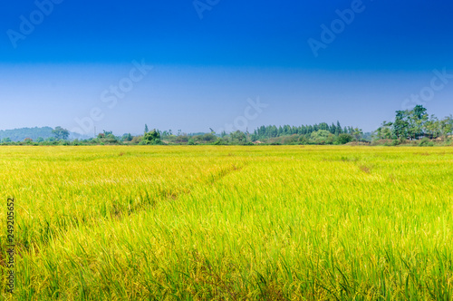 Rice field scenery in autumn 