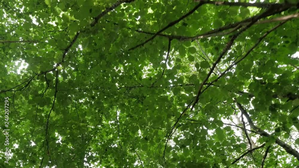 Steadicam POV perspective looking straight up at deciduous trees in forest while walking. Steadicam POV perspective looking straight up at deciduous trees in forest while walking.