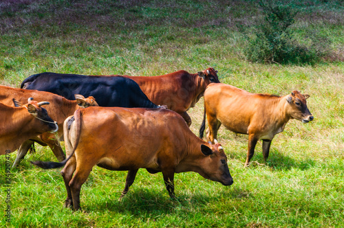 The farm cattle on pasture 