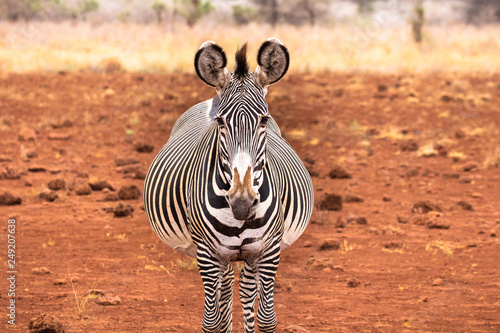 Pregnant grevy's zebra facing forward looking directly at camera. photo