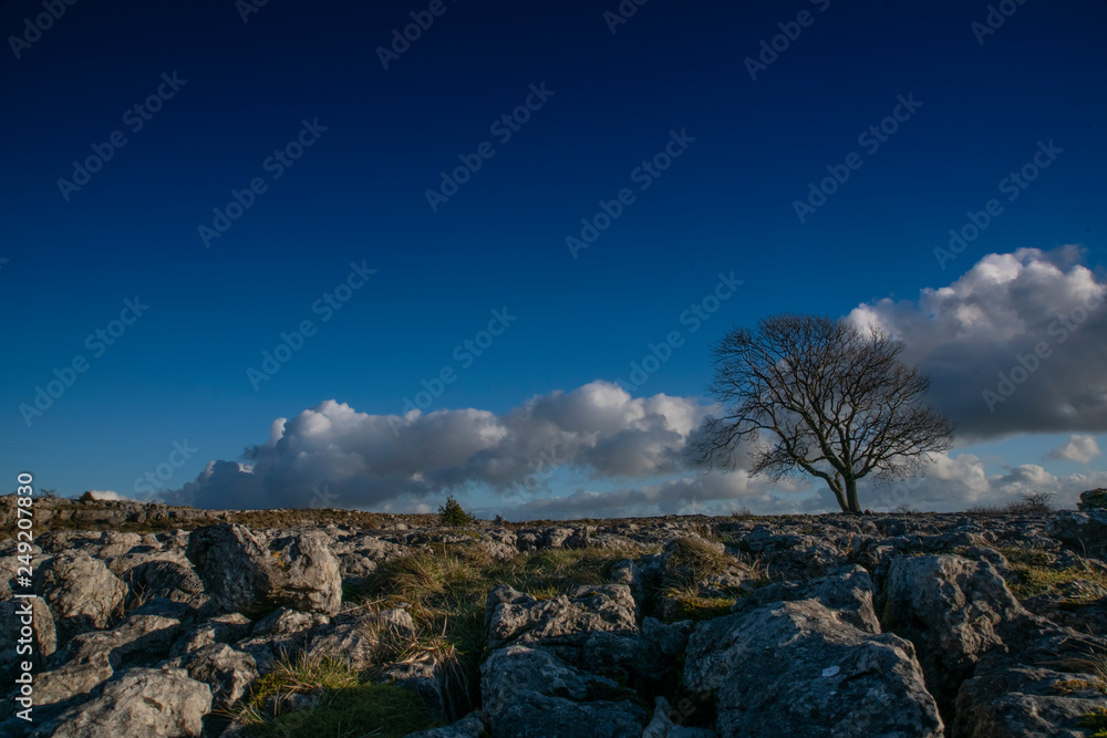 Fototapeta premium tree limestone malham