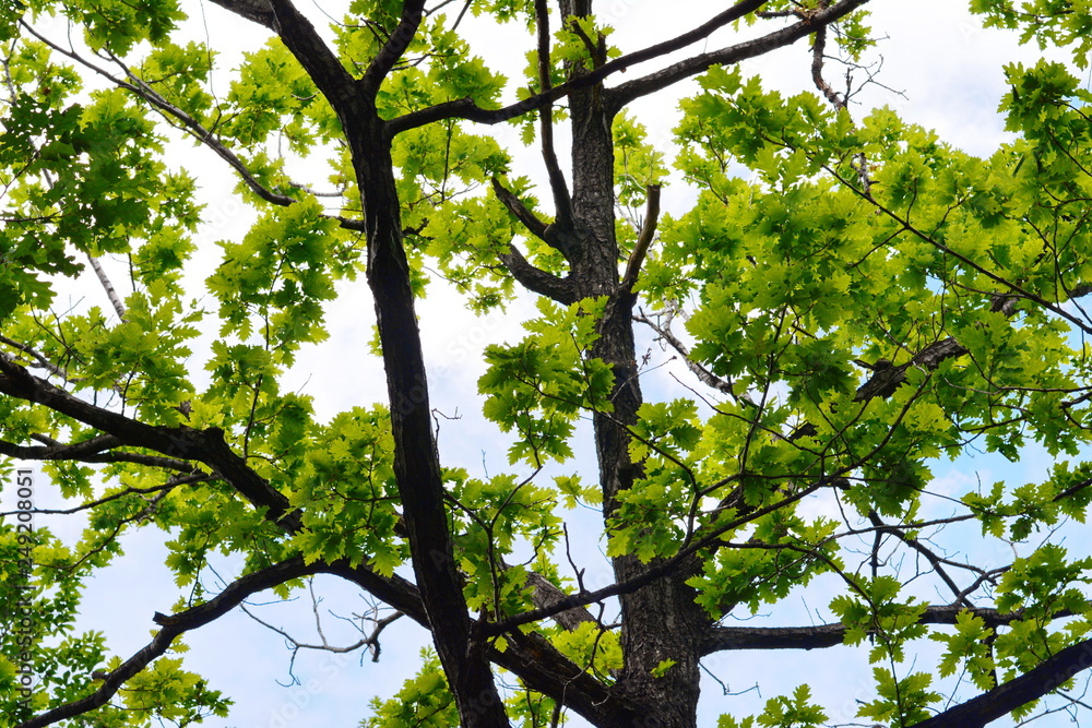 Fototapeta premium fresh green tree leaves and branches bottom view, springtime scenery