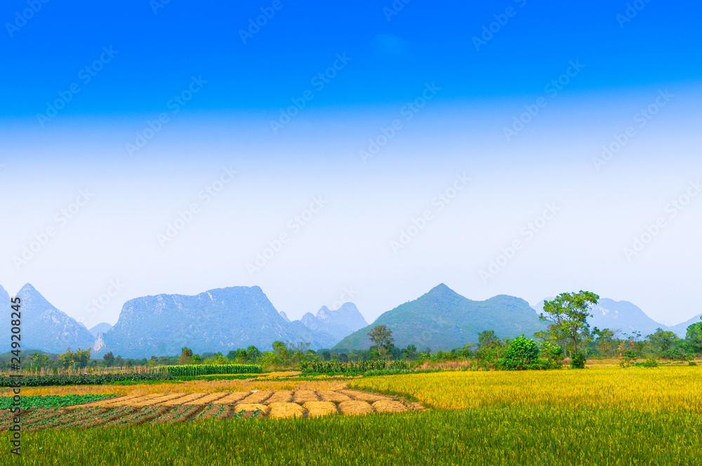 Rice field and mountain scenery in autumn