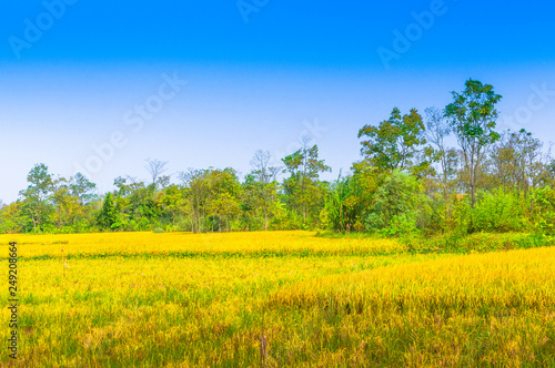 Rice field scenery in autumn