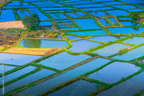The aerial view of rice fields scenery