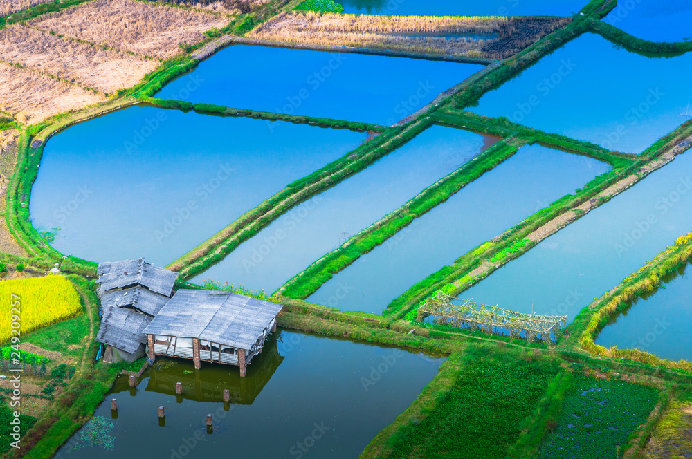The aerial view of rice fields  scenery