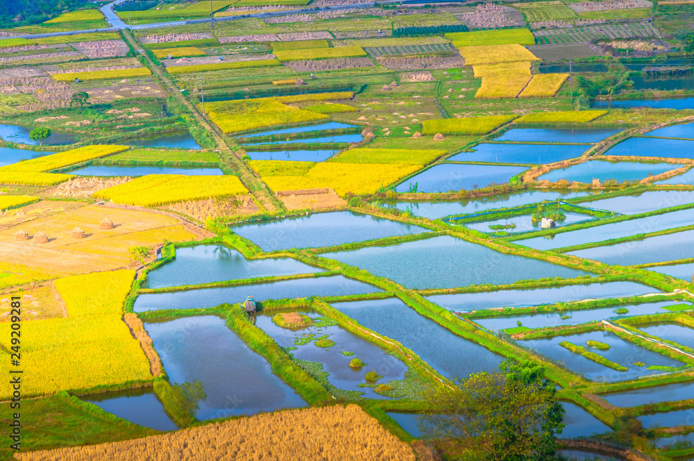 The aerial view of rice fields in autumn