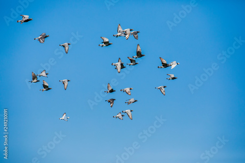 flock of speed racing pigeon flying against clear blue sky