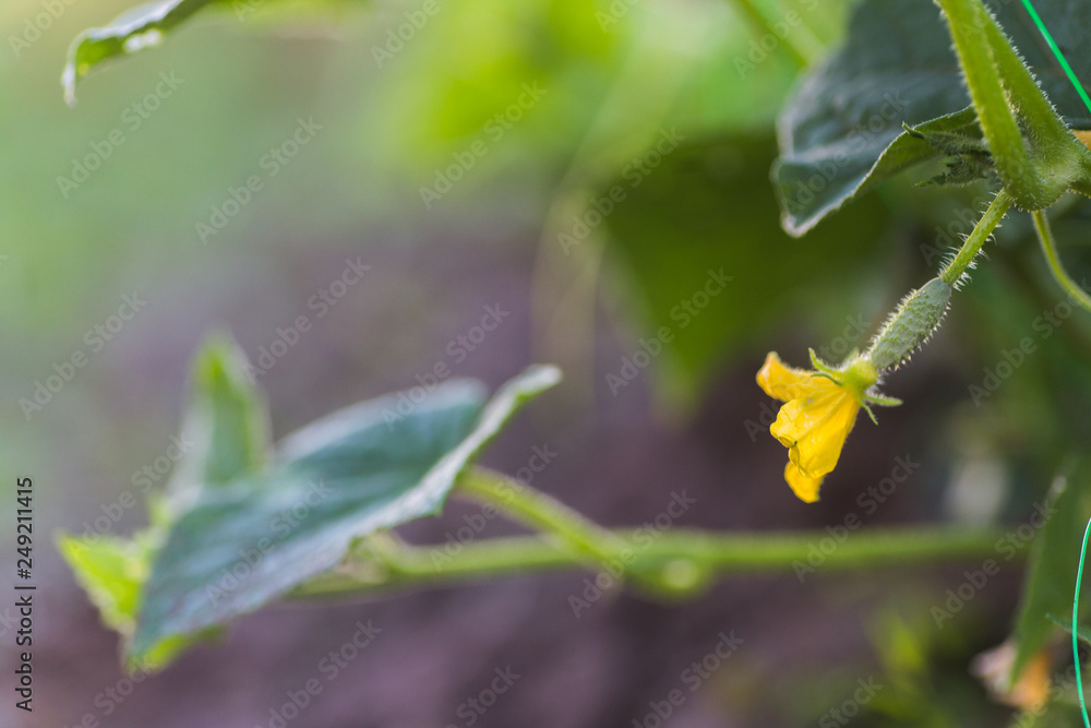 One green ripe cucumber on a bush among the leaves. Cucumber on the background of the garden. One green ripe cucumber on a bush among the leaves. Cucumber on the background of the garden.