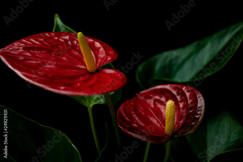 Anthurium orchids close-up on the black background