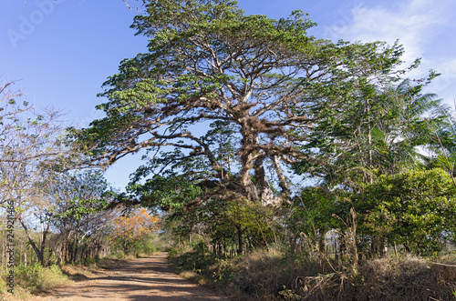 Landscape in western Panama (Pacific slope) showing a dirt road leading to a beach and typical large trees and foliage. 