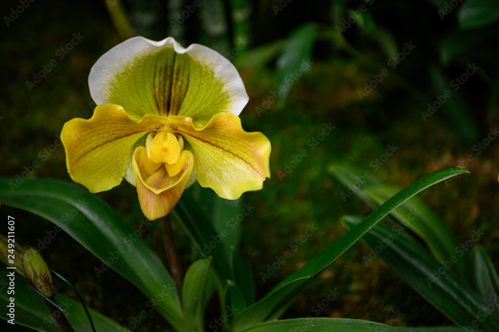 Yellow Orchid Yellow Orchid