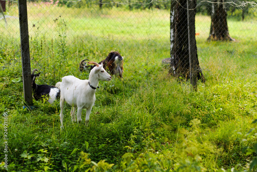 Three goats graze on green grass