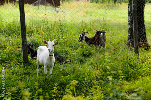Foto Multi-colored goats graze on the summer lawn