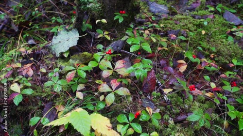 Red and tastless berries of vatnik. Sikhote-Alin Nature Reserve forest, Russia photo