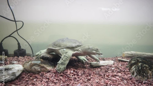 Chinese softshell turtle trionyx. Feeding time. photo