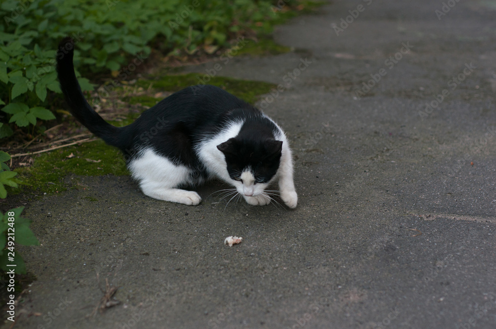 Elegant spotted black and white cat playing in the yard Elegant spotted black and white cat playing in the yard