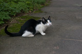 Beautiful spotted black and white cat with multi-colored eyes in a .beautiful pose on the pavement against the lawn