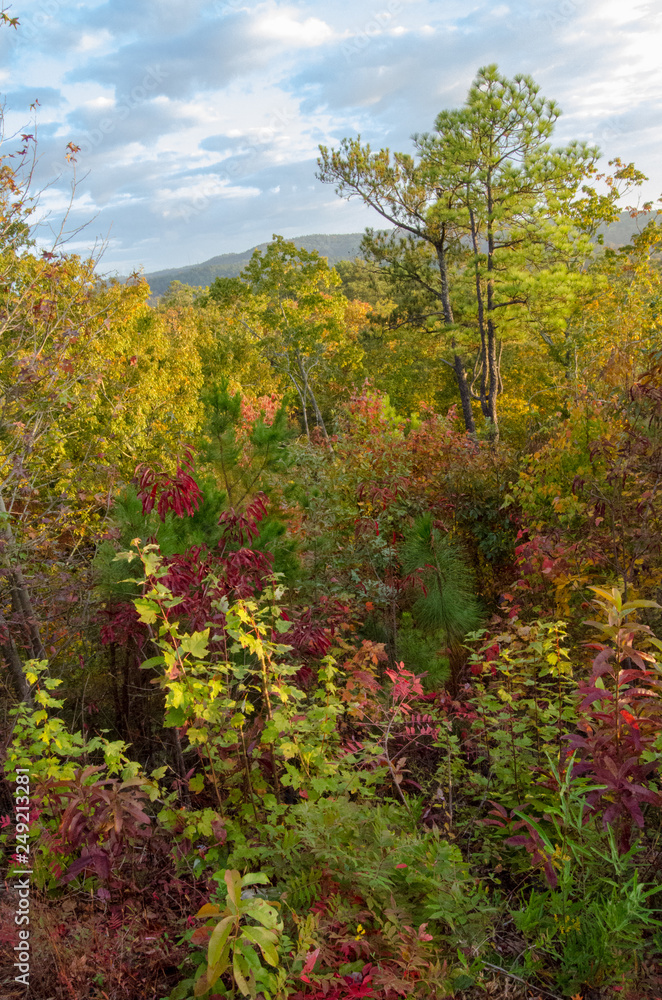 forest in autumn forest in autumn