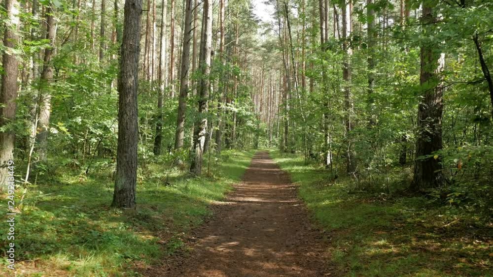 Personal perspective of walking on a path in the forest. Gimbal shot. Personal perspective of walking on a path in the forest. Gimbal shot.