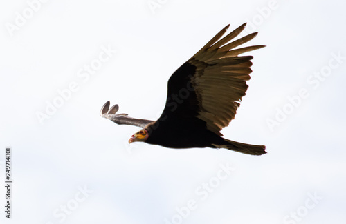 Flying vulture