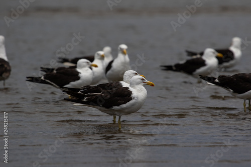 Group of seagulls