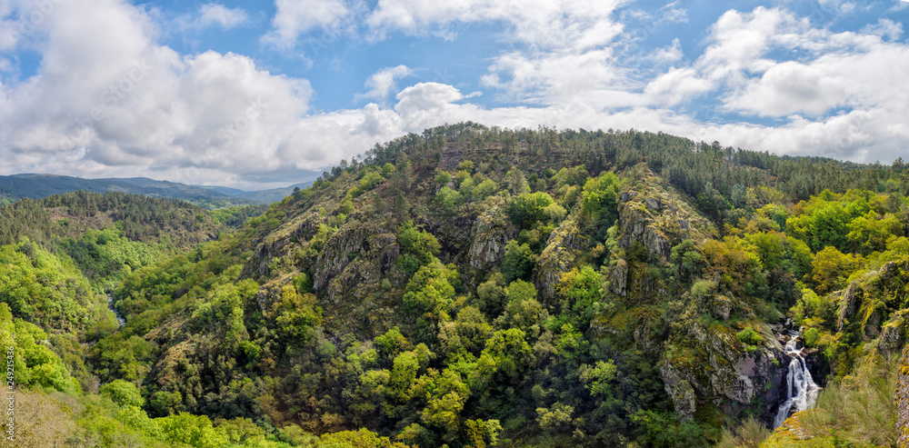 Panoramic of the forest