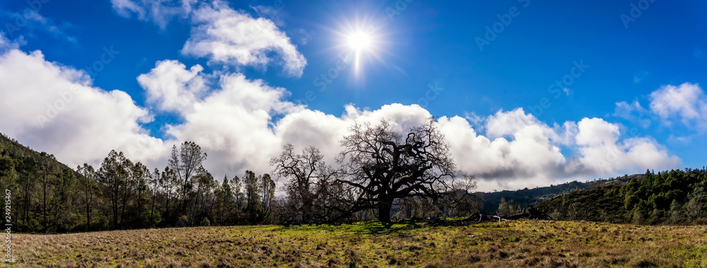 Panorama of Trees and Sun and Clouds and Fields Panorama of Trees and Sun and Clouds and Fields