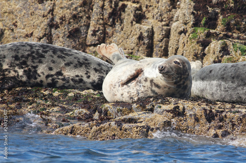 Seal nort sea farne island cliff photo